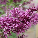 Lilas-syringa