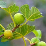 fruit