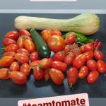 monpotager1